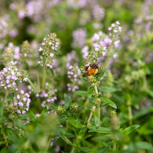 [X8501] Garden Thyme - ORG