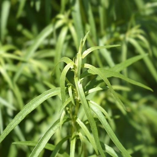 [X8504] French Tarragon - ORG