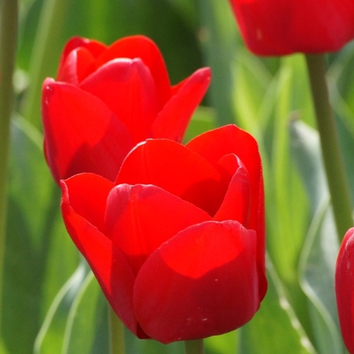 [A1137] Tulipa Escape - ORG