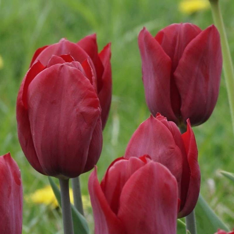 [A1139] Tulipa Strong Love - ORG