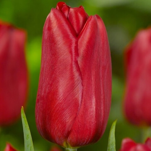 [A1139] Tulipa Strong Love - ORG
