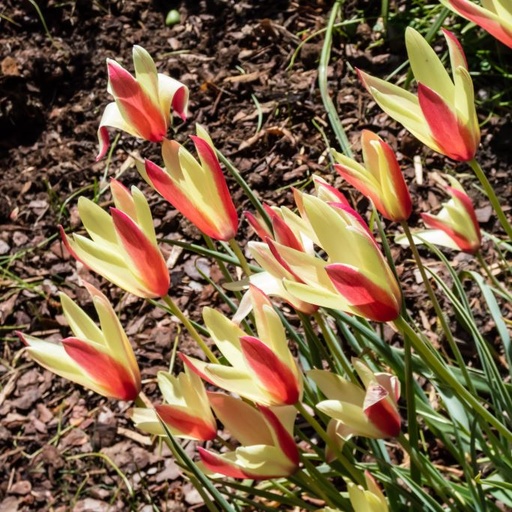 [A1141] Tulipa clusiana Cynthia - ORG