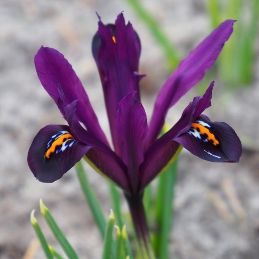 [A9068] Iris Reticulata J.S. Dijt - ORG