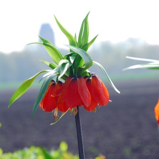 [A9069] Fritillaria imp. Rubra - Crown Imperial - ORG
