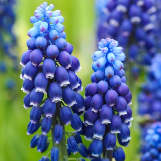 [A9070] Grape Hyacinth - Muscari Joyce Spirit - ORG
