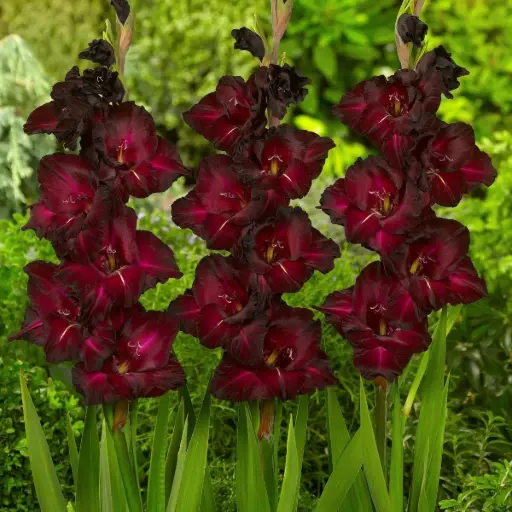 [B2022] Gladiolus Black Surprise - ORG