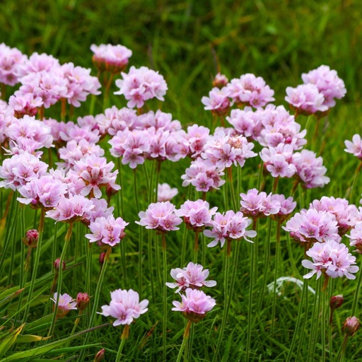 [X8077] Armeria Maritima - ORG