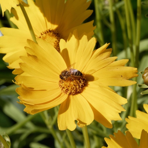 [X8078] Coreopsis Grandiflora - ORG