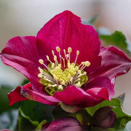 [X8079] Helleborus Pretty Ellen Red - ORG