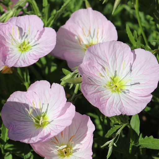 [X8080] Oenothera speciosa Siskiyou - ORG
