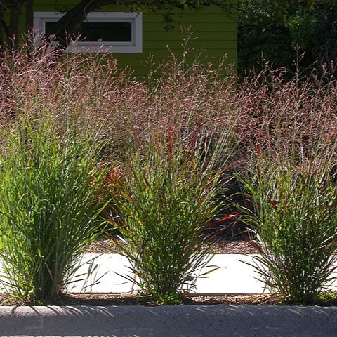 [X8081] Panicum virgatum Rehbraun - ORG