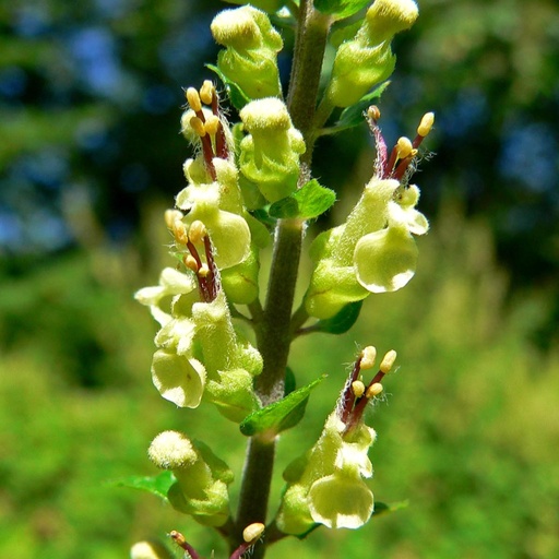 [X8082] Teucrium Scorodonia - ORG