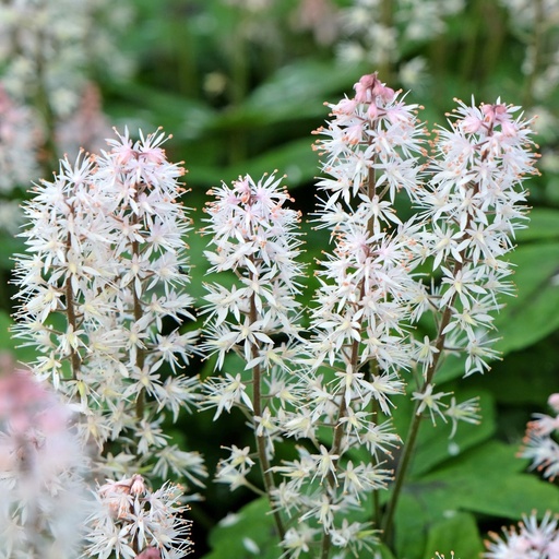 [X8083] Tiarella Spring Symphony - ORG