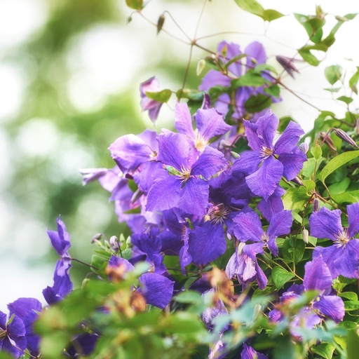 [X8407] Clematis Viticella - ORG