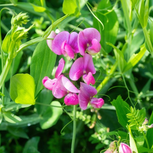 [X8408] Lathyrus Sylvestris - ORG