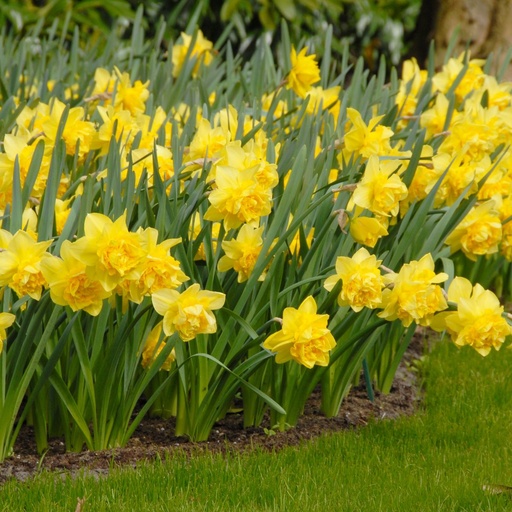 [A3029] Daffodil - Narcissus Dick Wilden - ORG
