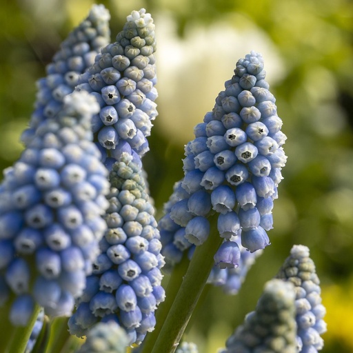 [A9073] Grape Hyacinth - Muscari Early Bird - ORG