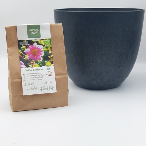 [BC99001] Dahlia Hartenaas - ORG with Artstone pot