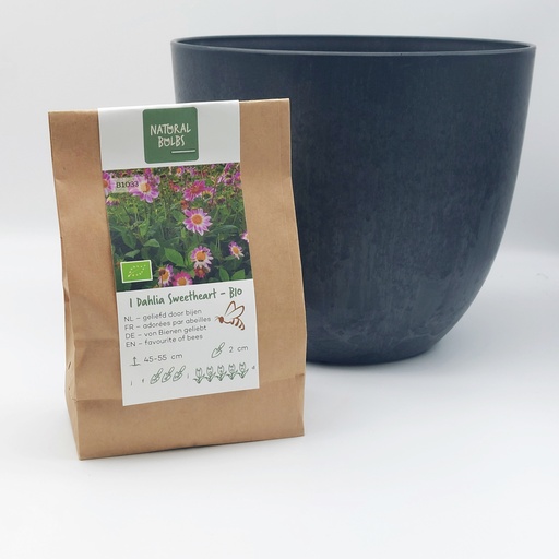[BC99002] Dahlia Sweetheart- ORG with Artstone pot
