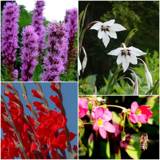 [B9044] Summer bee bulb mix 28 ST - ORG