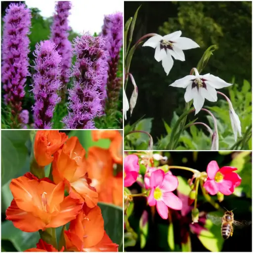 [B9044] Summer bee bulb mix 28 ST - ORG