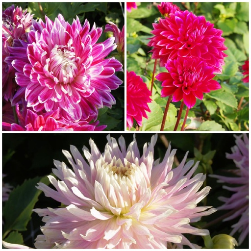 [B1093-V3] Dahlia Mothers Recipe Red-Pink 3 ST v3 - ORG