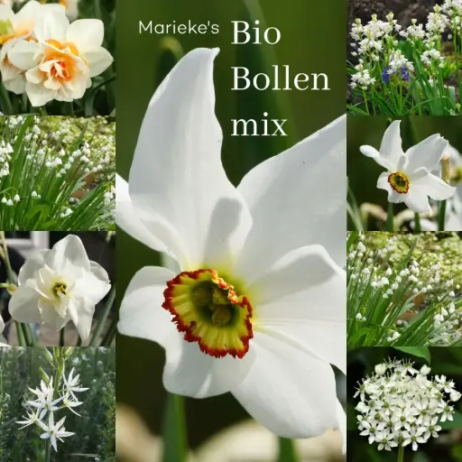 [AC99084] Marieke's organic bulb mix yellow/white 2 m2 - ORG