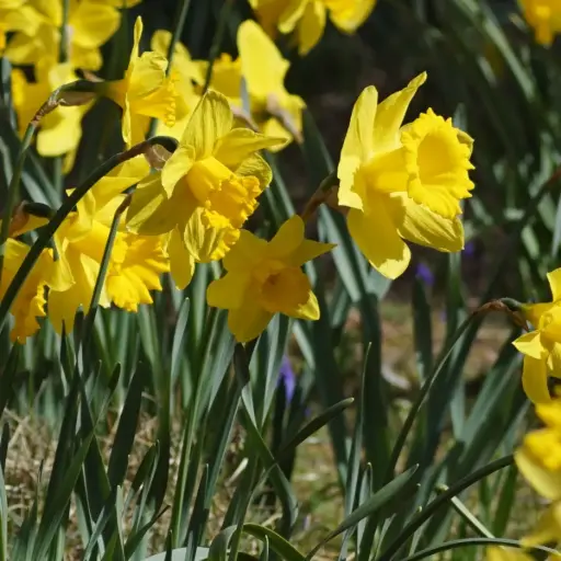 [A3027] Daffodil - Narcissus Rijnveld's Early Sensation - ORG