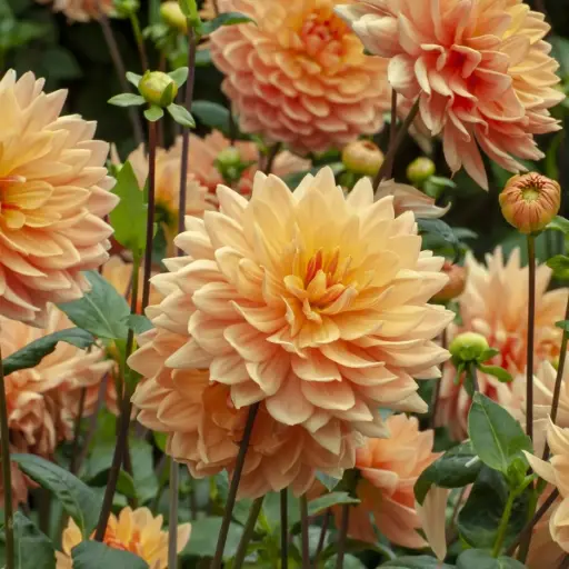 [B1064] Dahlia Orange King - ORG
