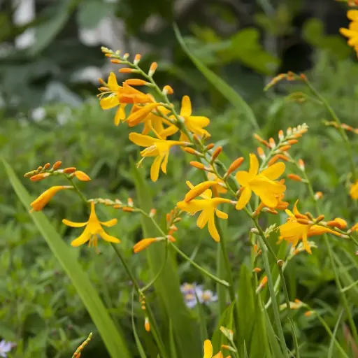 [B9045] Crocosmia George Davidson - ORG