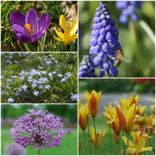[AM99089] Pollinator package 50 pcs - ORG