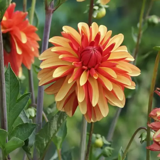 [B1056] Dahlia Japlou - ORG