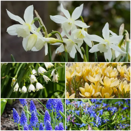 [AM99096] 60 days spring beauty - ORG