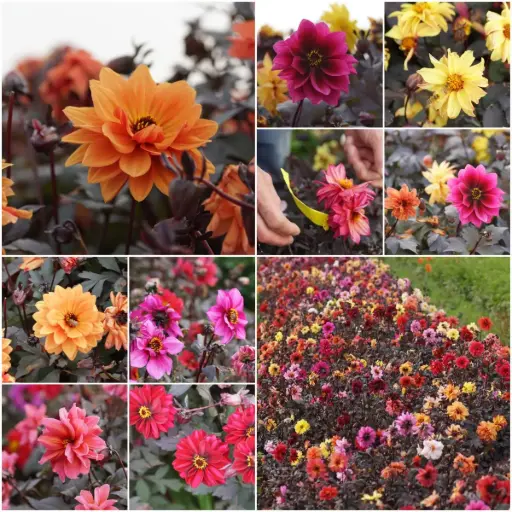 [B1001] Dahlia Mystery Bee Mix - ORG