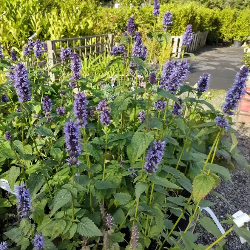 [X8085] Anise Hyssop - Agastache Black Adder - ORG