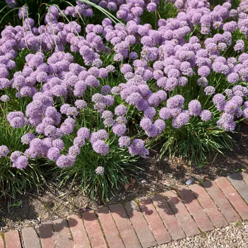 [X8086] Allium Senescens - ORG