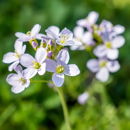 [B8087] Cuckoo flower - Cardamine pratensis - ORG