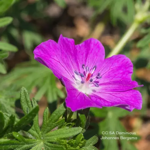 [B8090] Geranium sang. 'Fruit d'Fleur' - ORG