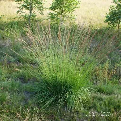 [B8092] Molinia caerulea 'Moorhexe' - ORG