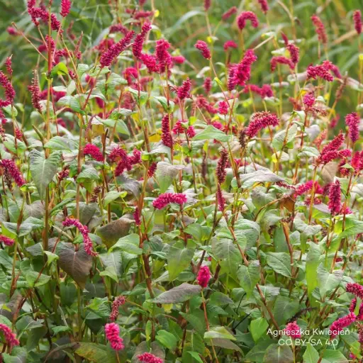 [X8093] Persicaria amplexicaulis 'JS Calor' - ORG