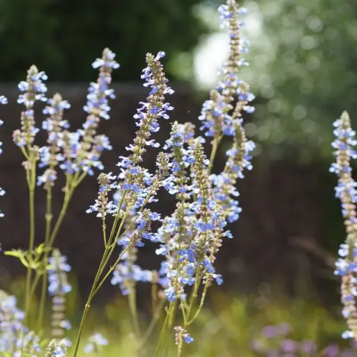 [X8094] Salvia Uliginosa 'African Sky' - ORG