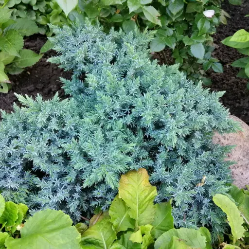 [X8096] Juniperus squamata 'Blue Star' - ORG