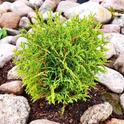 [B8097] Thuja occidentalis 'Tiny Tim' - ORG