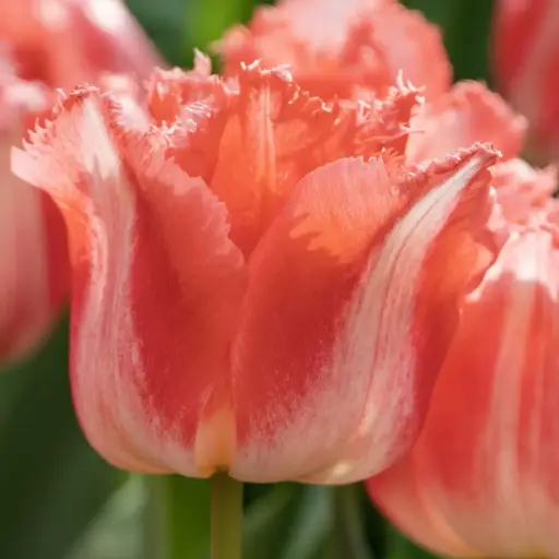 [A1151] Tulipa Lingerie - ORG