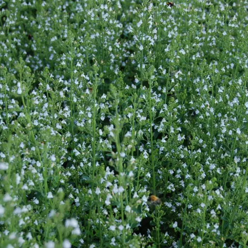 [B7001] Calamintha Nepeta - P9 - ORG