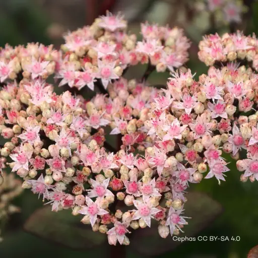 [B7002] Sedum Matrona - P9 - ORG