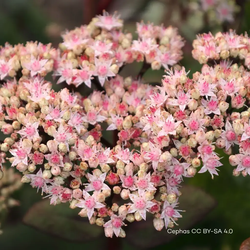 [X7002] Sedum Matrona - Compact - ORG