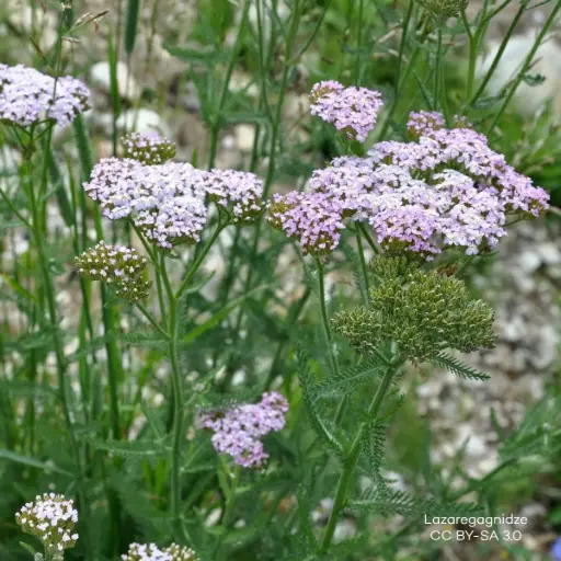 [B7008] Yarrow - Achillea m. Apfelblüte - P9 - ORG