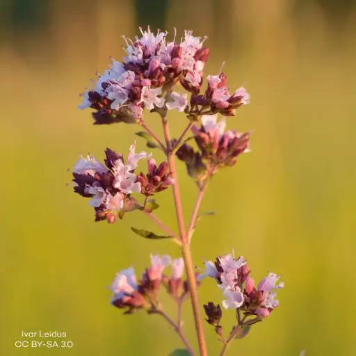 [B7009] Origanum vulg. Compactum - P9 - ORG