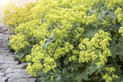 [B7011] Alchemilla Mollis P9 - ORG